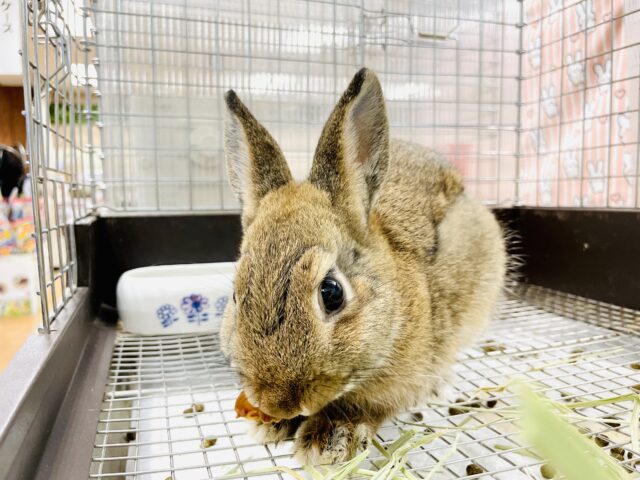 ネザーランドドワーフ