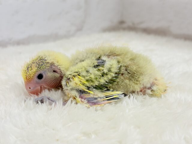食べて、寝て、、起きたらまた食べる🌾コザクラインコ(タイガーチェリー) ヒナ コザクラインコ(小桜インコ)