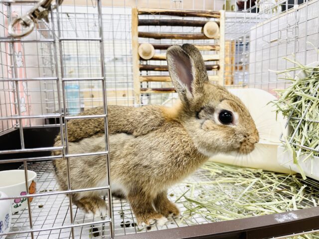 ネザーランドドワーフ