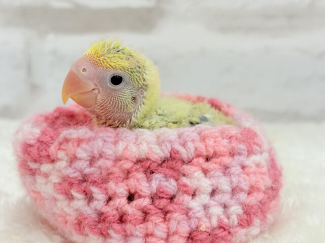 コザクラインコ（小桜インコ）