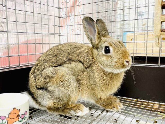 ネザーランドドワーフ