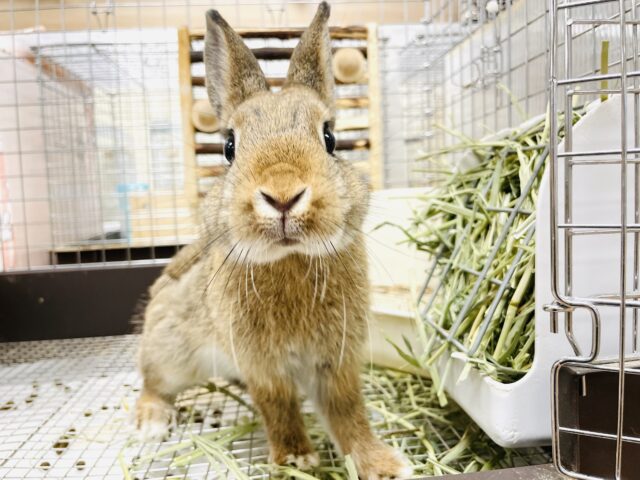 ネザーランドドワーフ