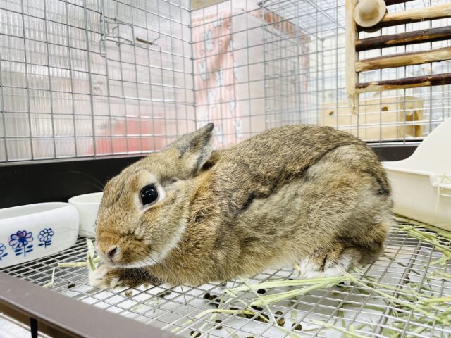 ネザーランドドワーフ