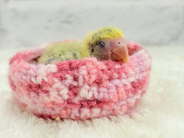 食べて、寝て、、起きたらまた食べる🌾コザクラインコ(タイガーチェリー) ヒナ コザクラインコ(小桜インコ)