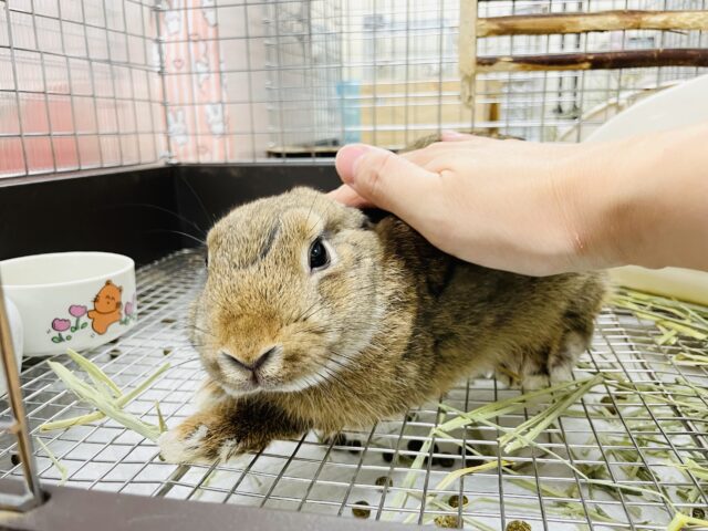 ネザーランドドワーフ