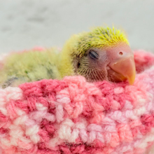 食べて、寝て、、起きたらまた食べる🌾コザクラインコ(タイガーチェリー) ヒナ