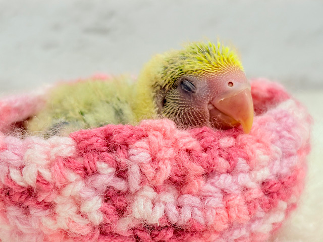 食べて、寝て、、起きたらまた食べる🌾コザクラインコ(タイガーチェリー) ヒナ