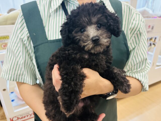 超ホヤホヤ最新画像✨ボク…おちりの止め方分からな〜い！トイプードルくん！