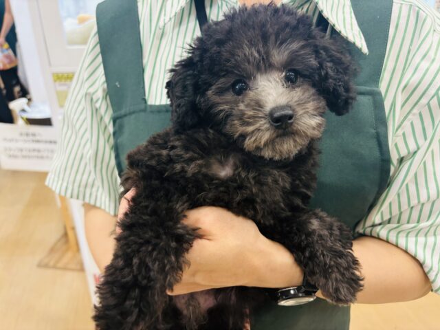 トイプードル