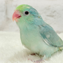 角度によって変わる雰囲気が宝石みたい💎.*マメルリハ(ターコイズ系) 男の子 ヒナ