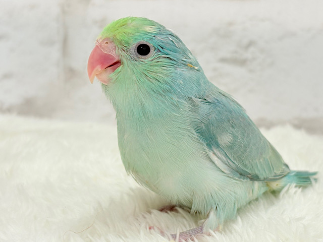 角度によって変わる雰囲気が宝石みたい💎.*マメルリハ(ターコイズ系) 男の子 ヒナ