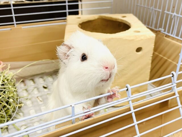 【最新画像】まるでわたあめ☁️✨アビシニアンモルモットくん❣️(男の子)