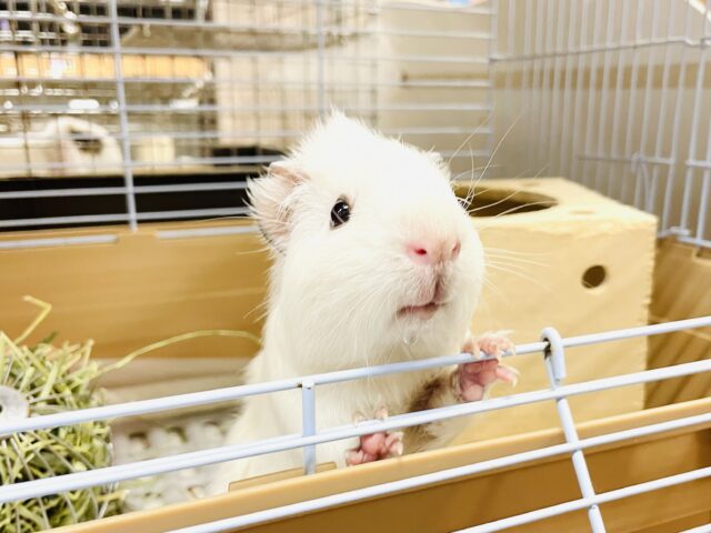 アビシニアンモルモット