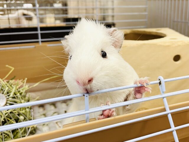 アビシニアンモルモット