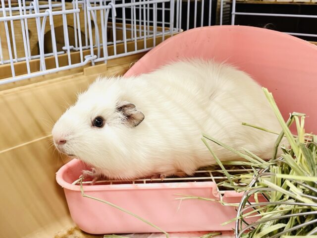 アビシニアンモルモット