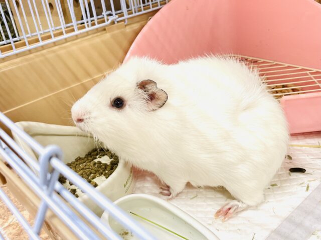 アビシニアンモルモット