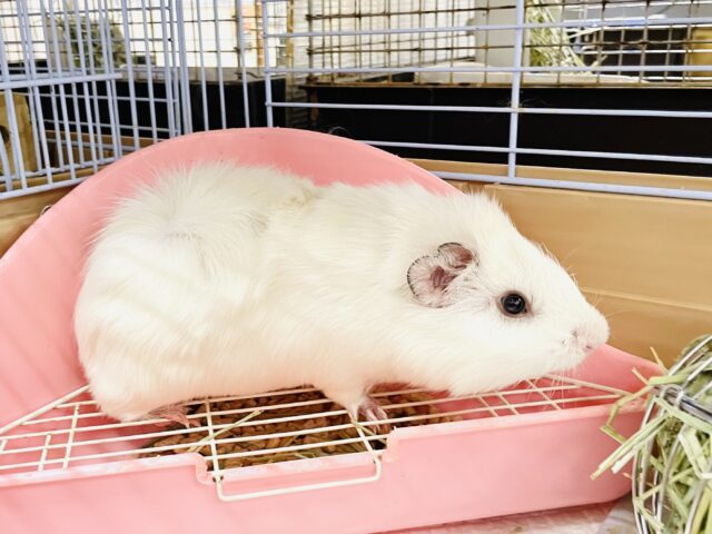 アビシニアンモルモット