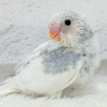 まんまるおめめのアイドルフェイスセキセイインコ(パイド)🧚