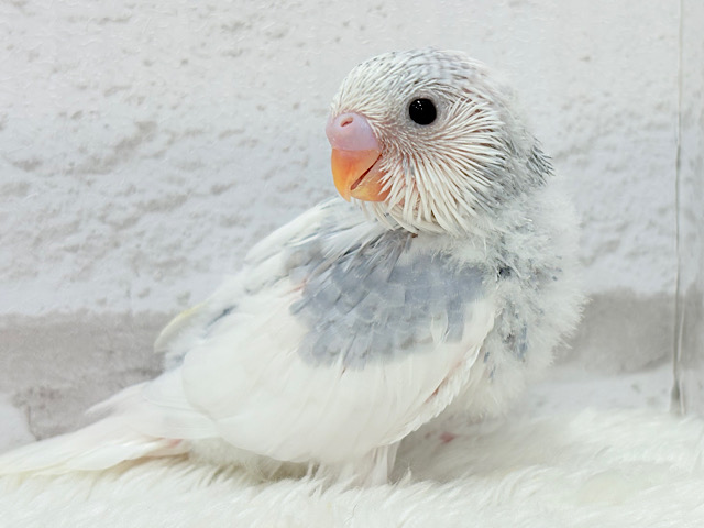 まんまるおめめのアイドルフェイスセキセイインコ(パイド)🧚