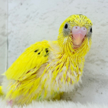 濃いめの黄色💛きみちゃんです🐣セキセイインコ(ハルクイン) ヒナ