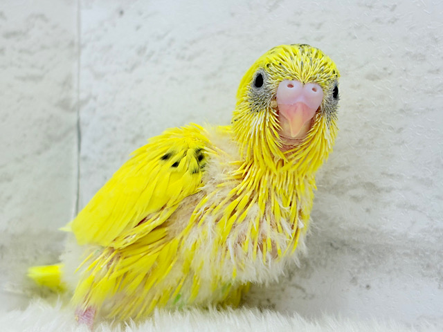 濃いめの黄色💛きみちゃんです🐣セキセイインコ(ハルクイン) ヒナ