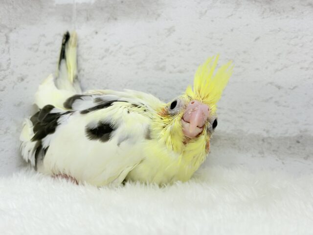 オカメインコ