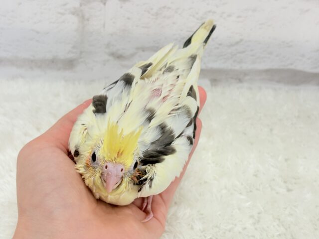 オカメインコ