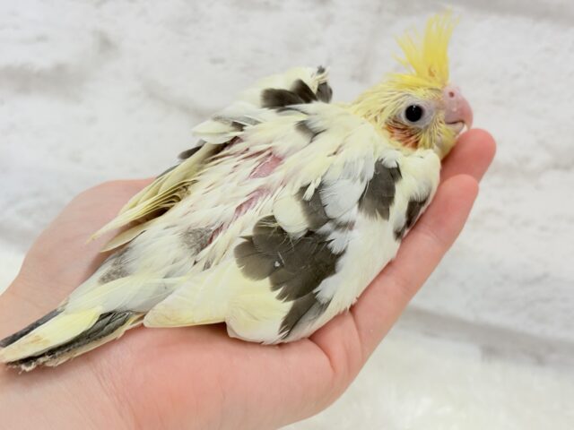 オカメインコ