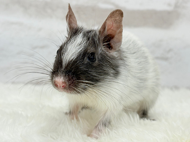 アクティブガール♬*°デグー(ブラックパイド) 女の子