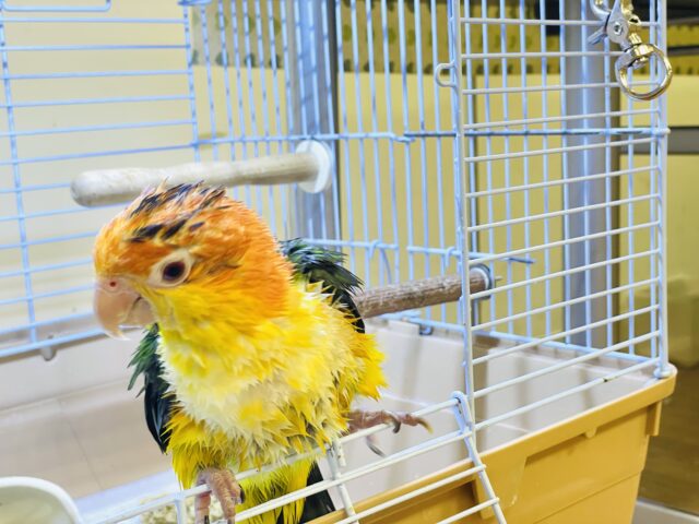 シロハラインコ