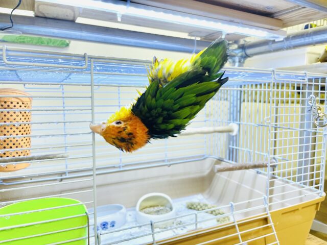 シロハラインコ