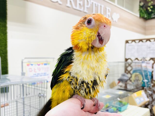 シロハラインコ