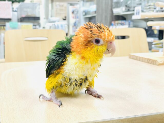 シロハラインコ