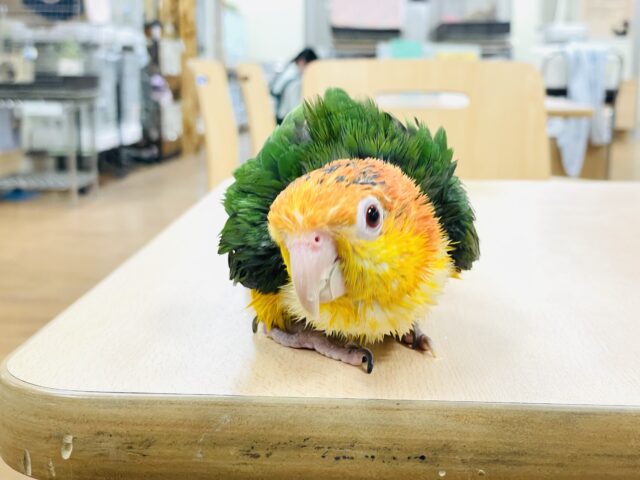 シロハラインコ