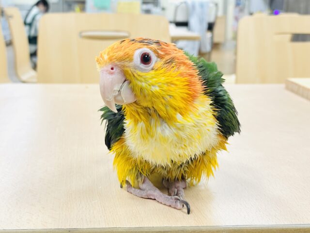 シロハラインコ