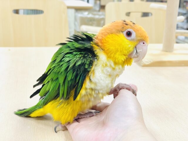 シロハラインコ