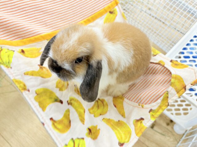 ホーランドロップ