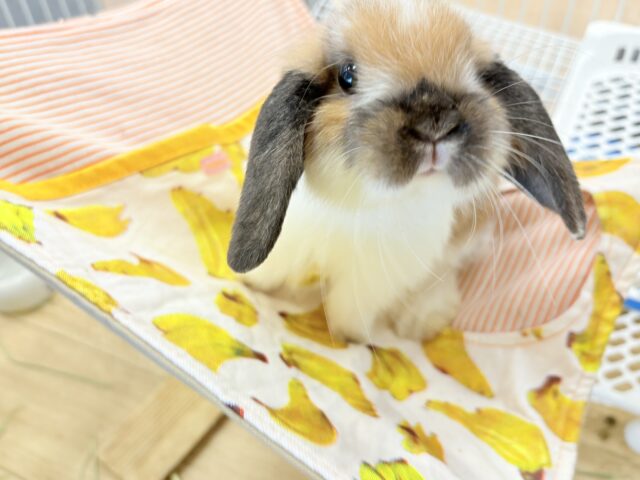 ホーランドロップ