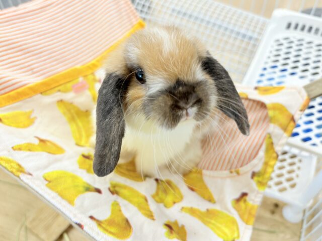 ホーランドロップ