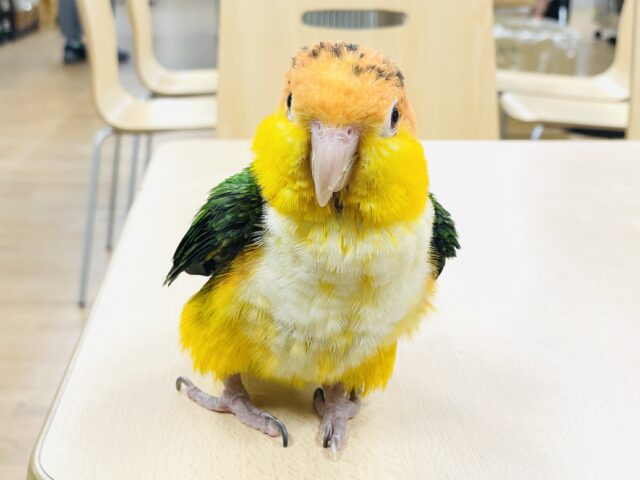 シロハラインコ