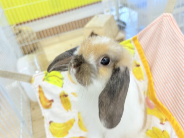 ホーランドロップ