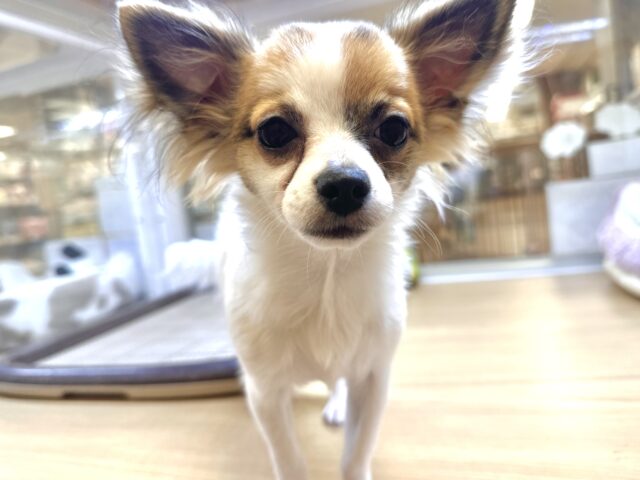 むっちりボディ🤍ポメチワの女の子🎵