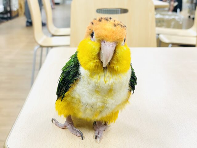 シロハラインコ