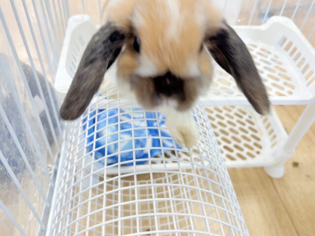 ホーランドロップ