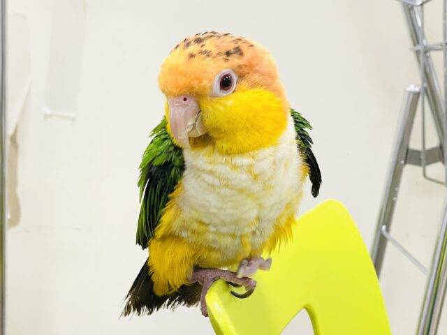 シロハラインコ
