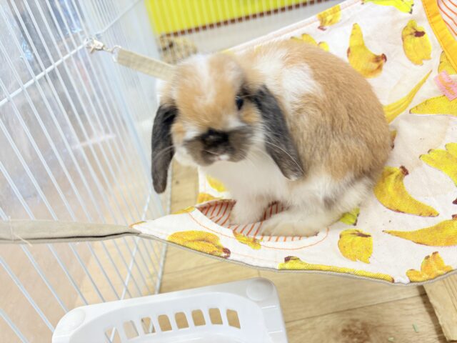 ホーランドロップ