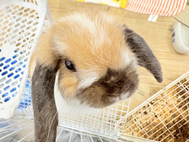 ホーランドロップ