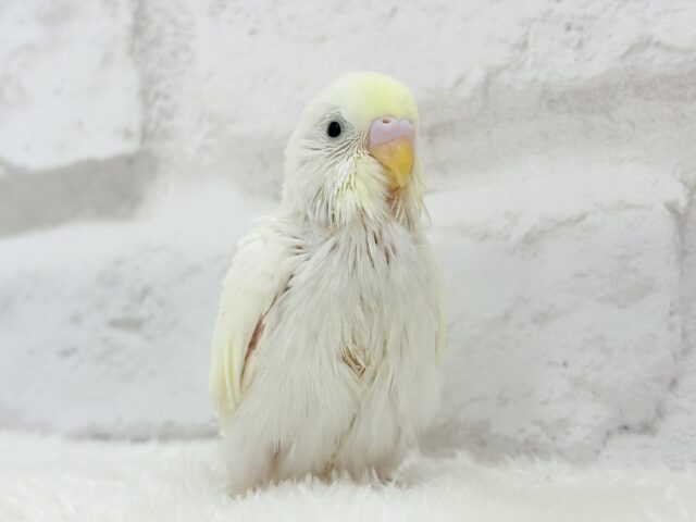 【最新画像更新🪄】ふわふわのひよこちゃんみたい🐥🍬セキセイインコ(クリーム) ヒナ セキセイインコ