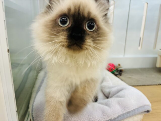 アメリカンカール