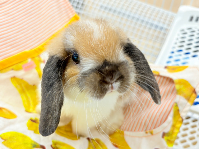 【最新画像更新🪄】メロメロ注意報発令⚠️💘危険な香り.*･ﾟホーランドロップ(ブロークントート)男の子